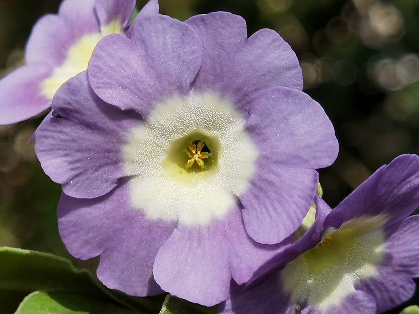 Primula auricula hybrids